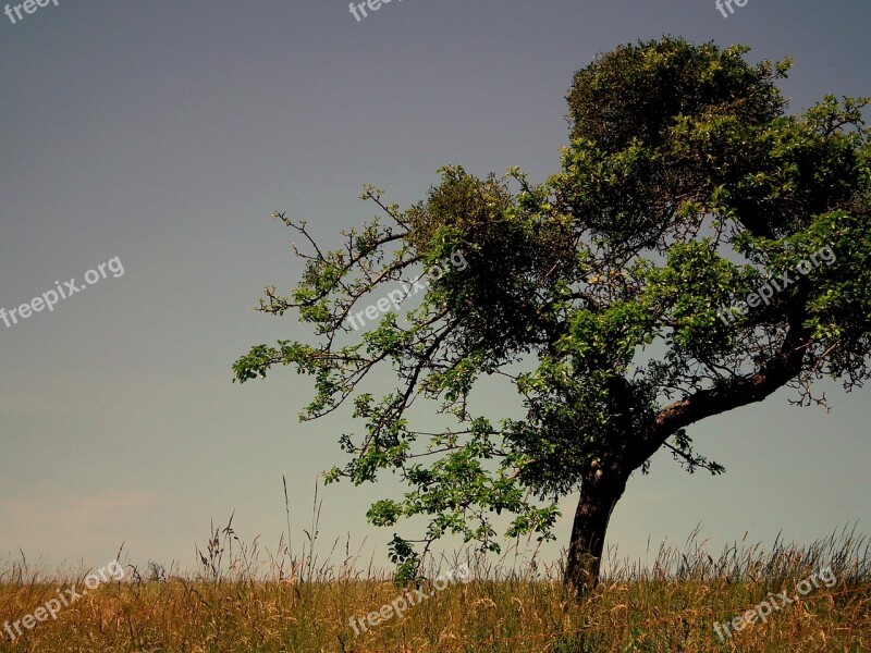 Tree Pasture Meadow Blades Of Grass Grass