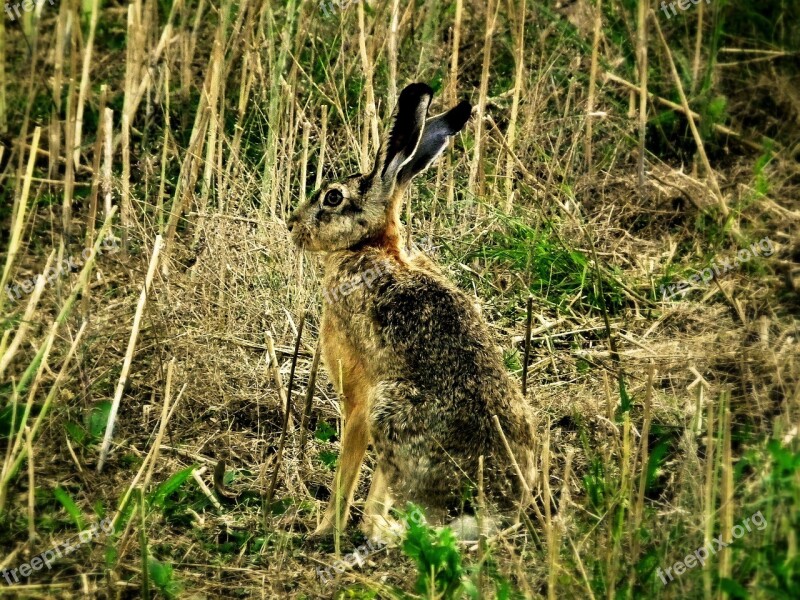 Hare Wild Wild Hare Long Eared Ears