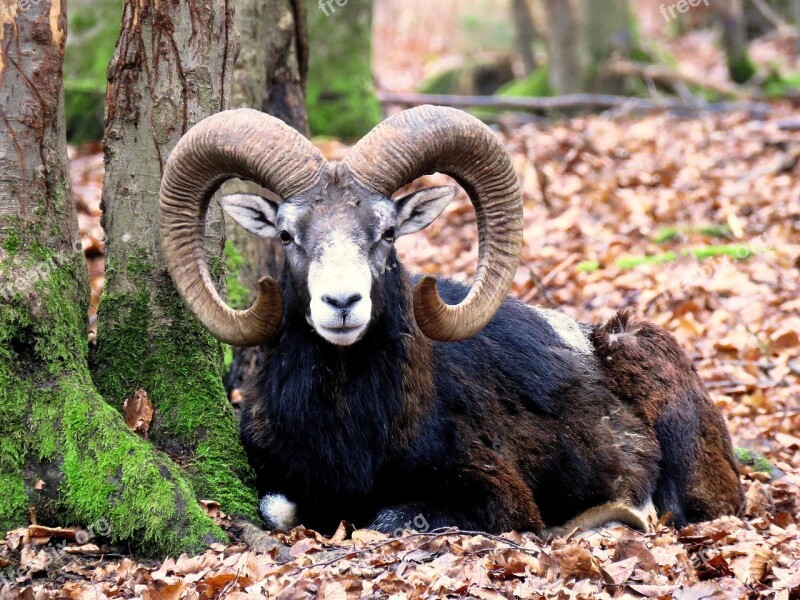 Mouflon Male Horns Aries Wild Animal