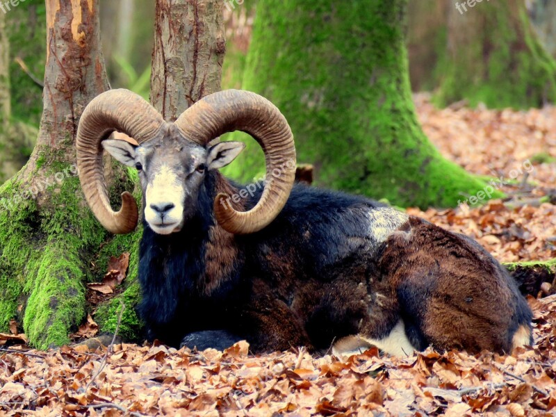 Mouflon Aries Horns Male Wild Animal