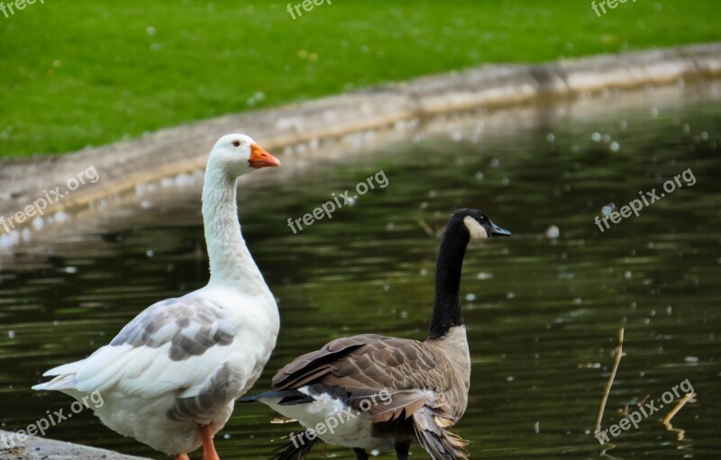 Geese Duck Pond Park Mons