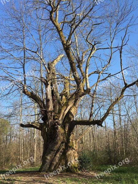 Tree Millennium Forest Ancestor Spirit