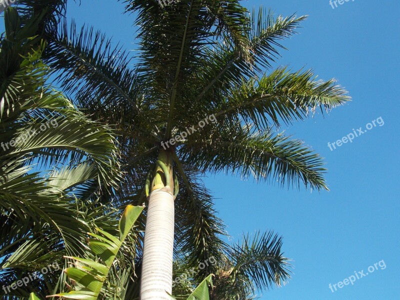 Palm Palm Branches Date Palm Fronds Florida