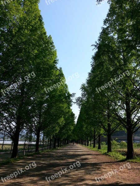 Forest Road Trees Gil Walk Free Photos