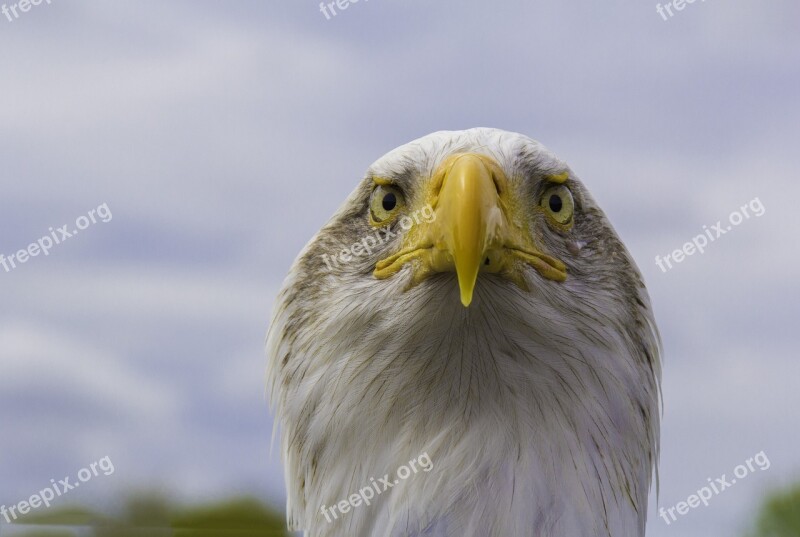 Bald Eagle Bird Nature Raptor Wildlife