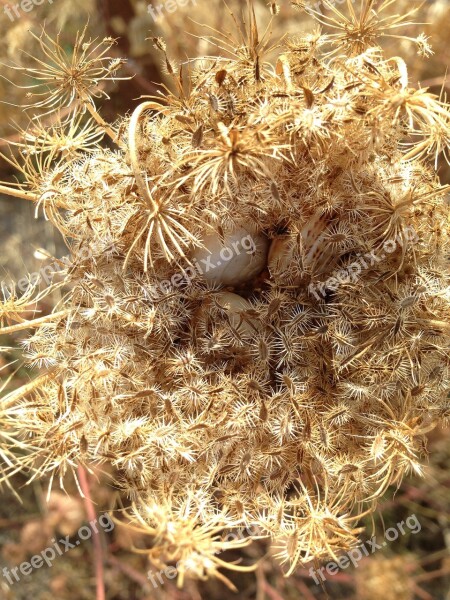 Mallorca Dry Trockenblume Free Photos