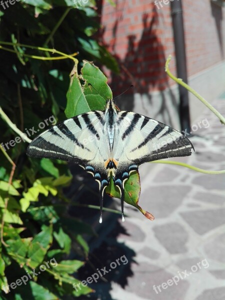 Butterfly Summer Ali Moth Papilionidae