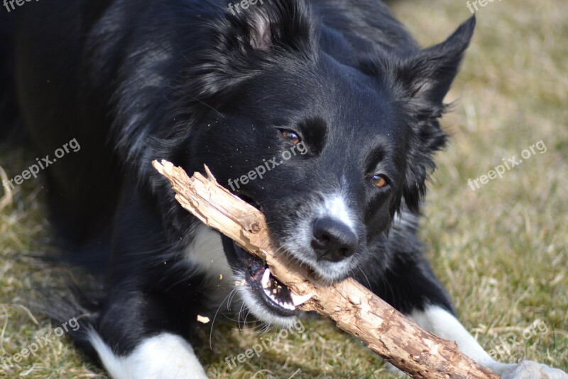 Dog Border Collie Stick Play Kind