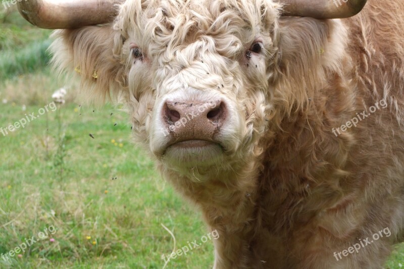 Beef Cattle Pasture Highland Beef Organic Beef