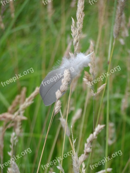 Feather Grasses Goose Feather Bird Feather Get Stuck