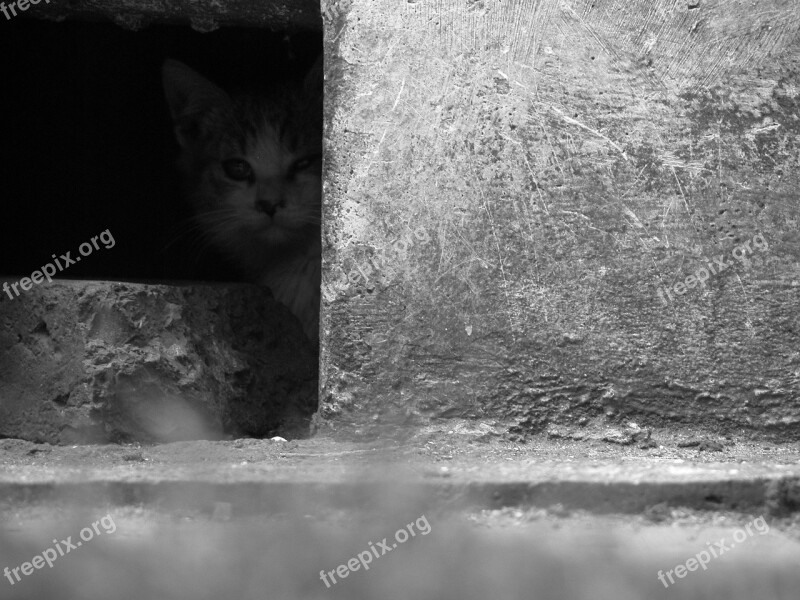 Cat The Fear Kitten Animal Pet