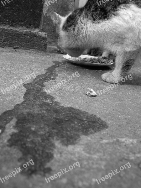 Cat Kitten Feral Cat Pet Free Photos