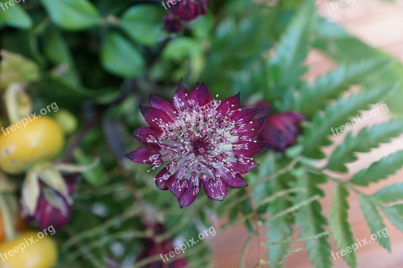 Flowers Strauss Green Fern Purple