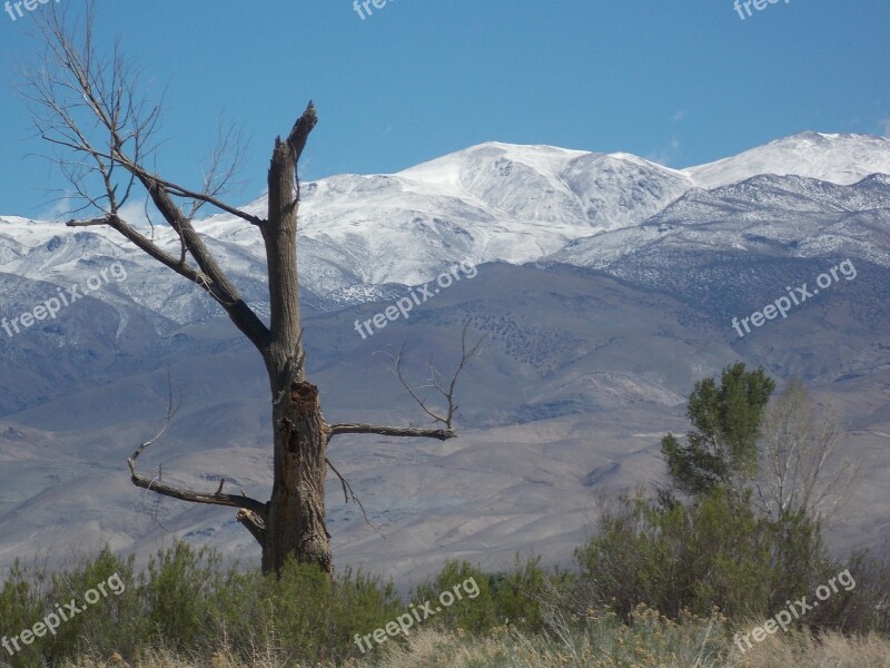 Snag Tree Landscape Mountains Snow Line