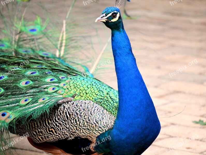 Peacock Bird Exotic Free Photos