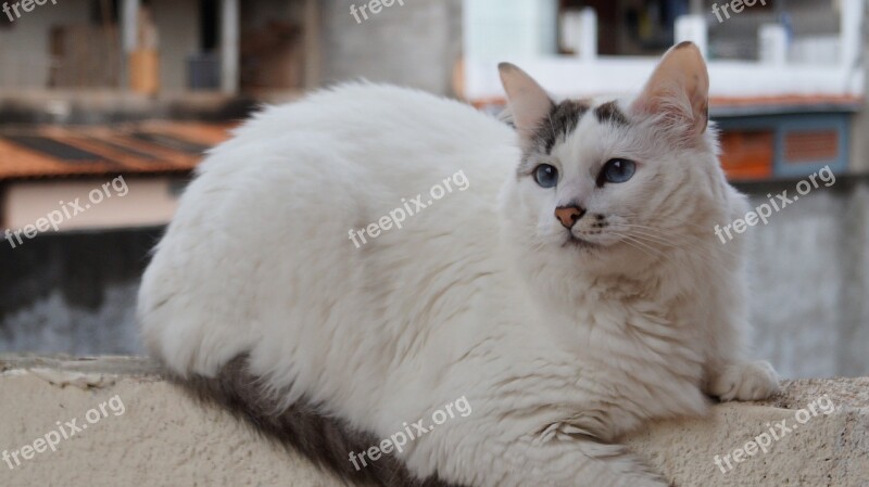 Cat Look Feline Look Domestic Animals Free Photos