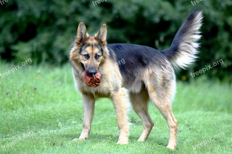 Dog Playful Outside Summer Canine