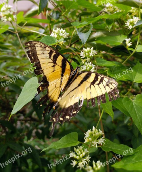 Butterfly Swallowtail Eastern Tiger Swallowtail Papilio Glaucus Butterflies