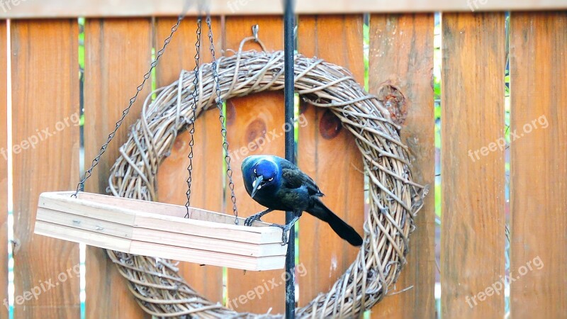 Grackle Common Grackle Bird Quiscalus Quiscula Perched