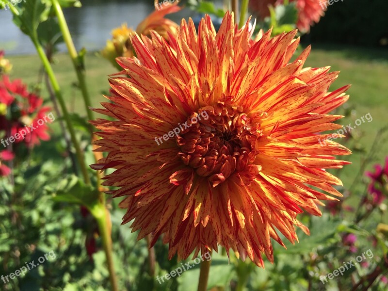 Dahlia Rejmans Firecracker Cactus Form Red And Yellow Free Photos