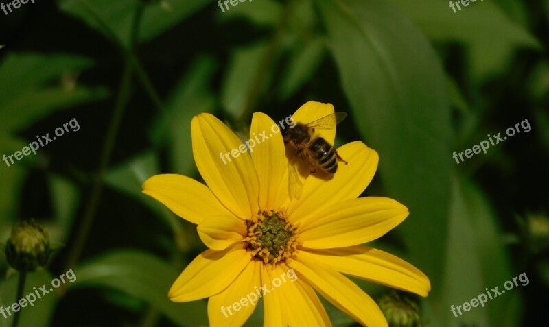 Bee On A Flower Bee On The Flower Yellow Bee On Flower