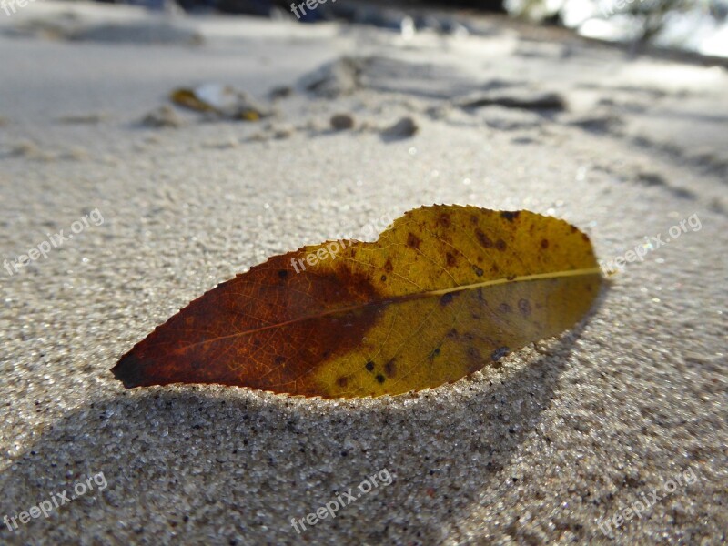 Beach Nature Leaf Sand Lake