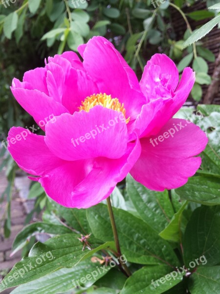 Peony Plant Rose Flowers Free Photos