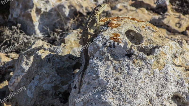 Cyprus Lizard Kurkutas Reptile Fauna