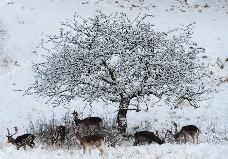 Fallow Deer The Searchers Winter In The Park Free Photos