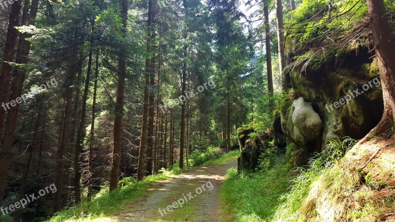 Forest Path Rock Trees Forest Road