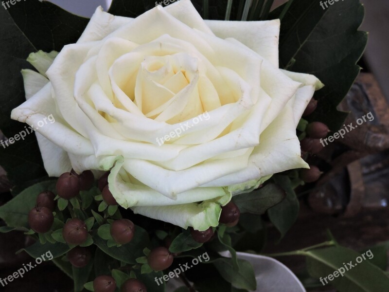 Rose White Wedding Background Romantic