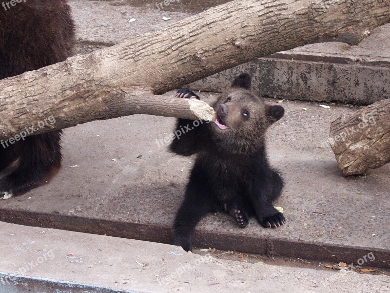 Zoo Kharkov Zoo Kharkov Animals Wild Animals