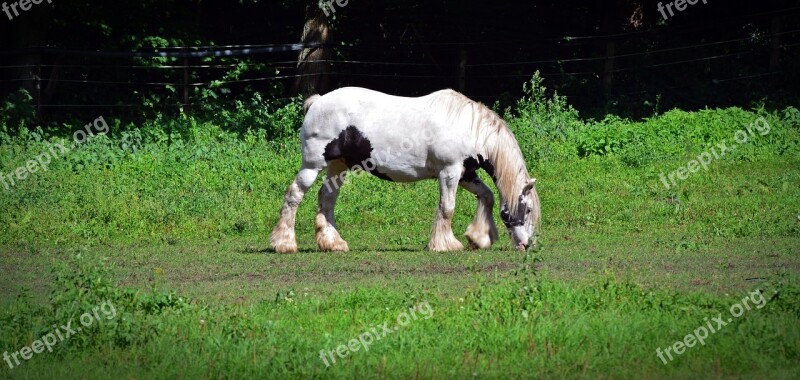 Horse Stallion Cold Blooded Animals White Horse Pasture