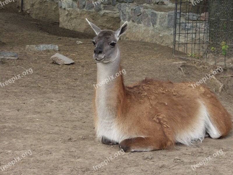 Zoo Kharkov Zoo Kharkov Animals Wild Animals