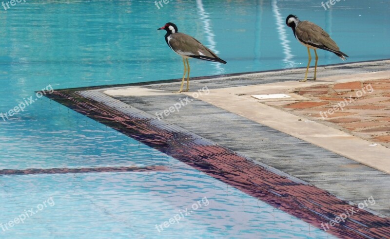 Bird Water Blue Birds A Couple Of