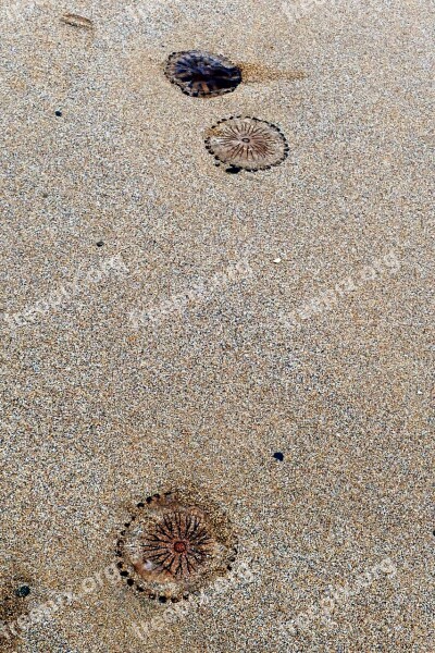 Beach Jellyfish Sea Sand Nature