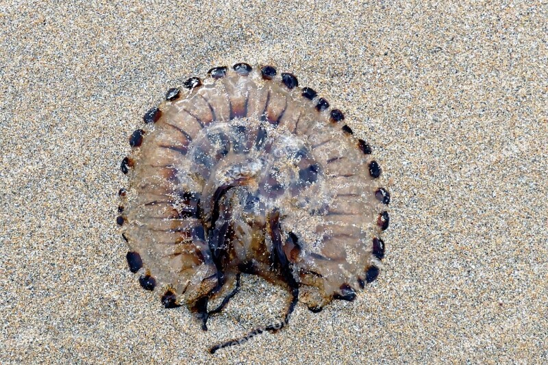 Beach Jellyfish Sea Sand Nature