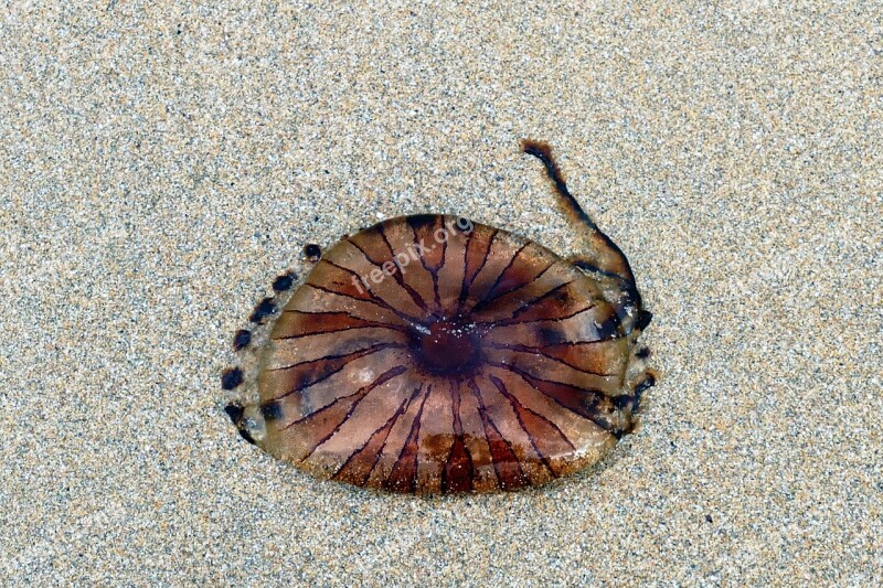 Beach Jellyfish Sea Sand Nature