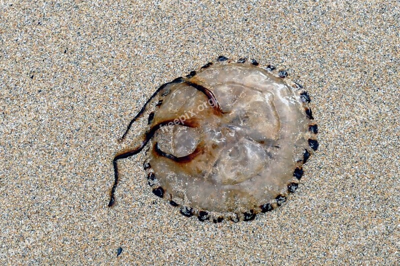 Beach Jellyfish Sea Sand Nature