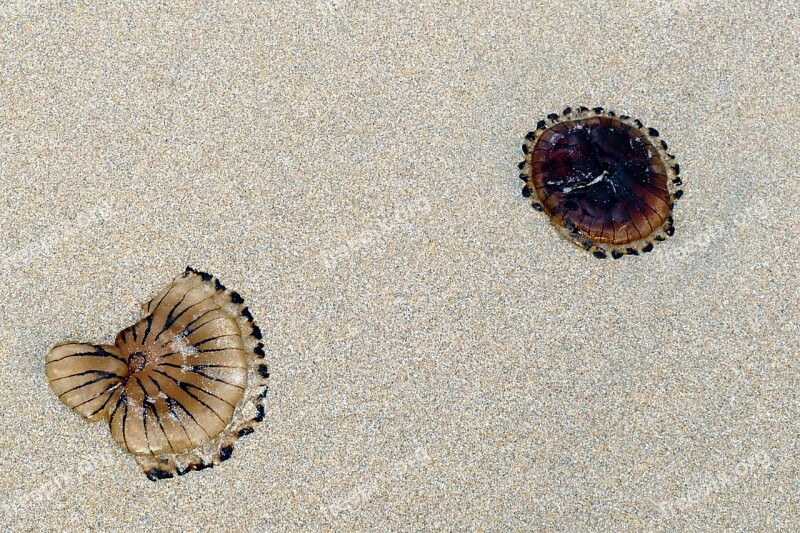 Beach Jellyfish Sea Sand Nature