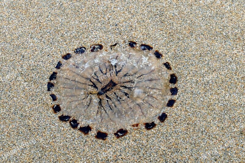 Beach Jellyfish Sea Sand Nature