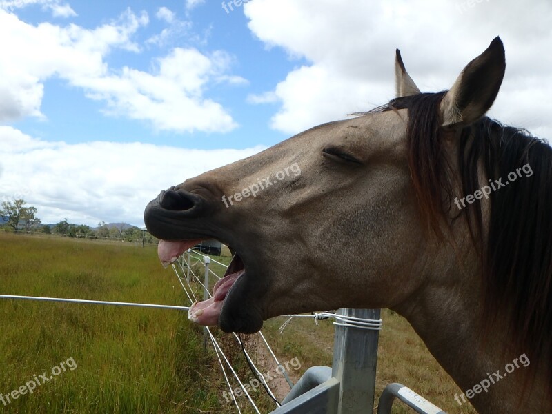 Horse Laughter Animal Equine Mane