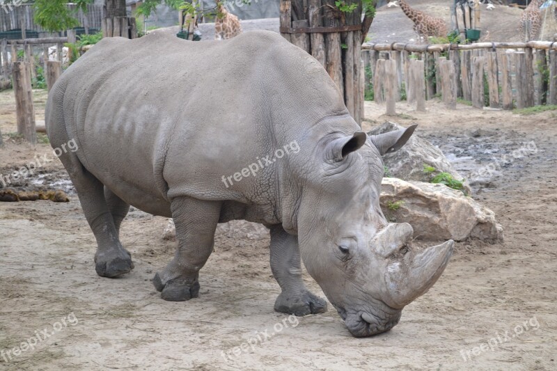 Rhinocérosz Rhinoceros Zoo Budapest Free Photos