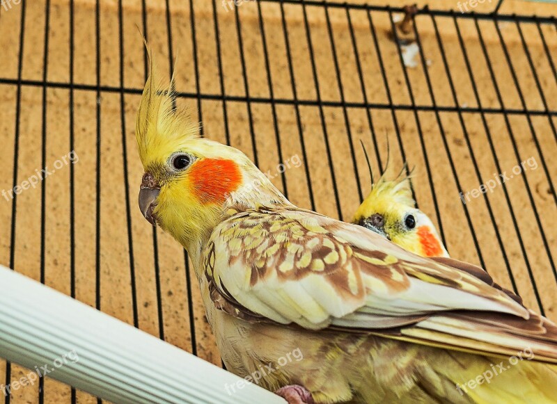 Cockatoo Nymph Cocotilla Carolina Nymphicus Hollandicus Ave