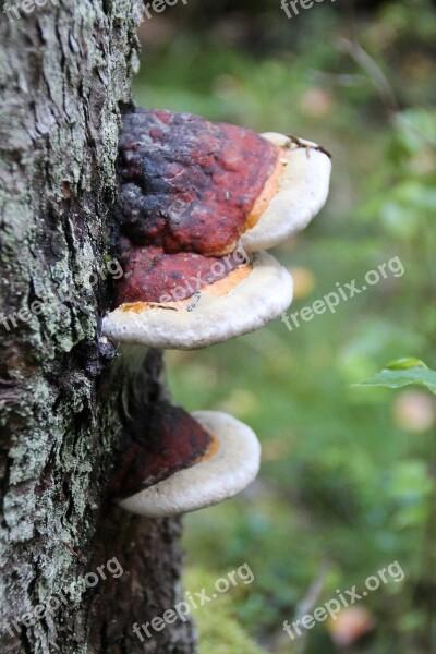 Punk Mushroom Tree Mushrooms Agaric