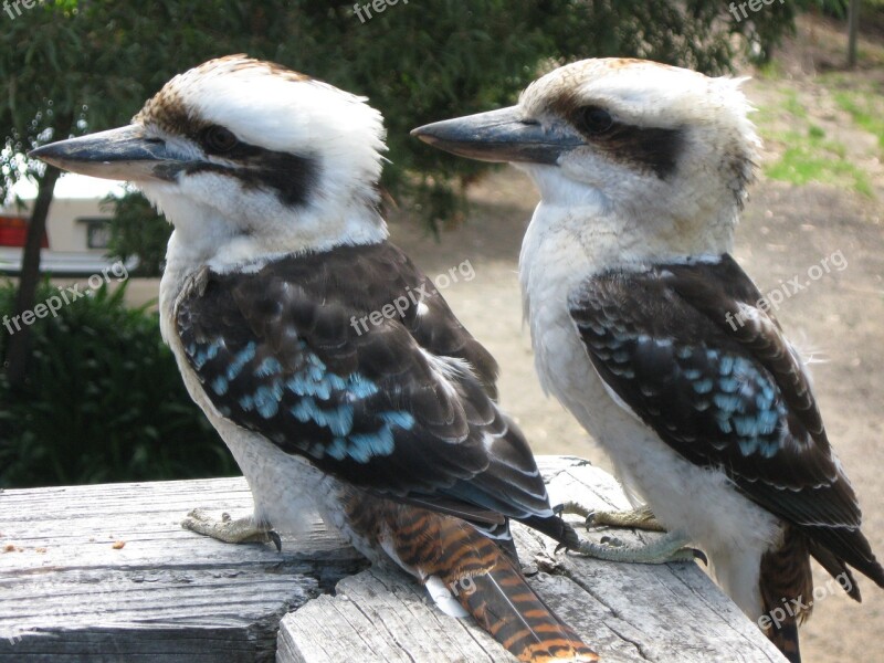 Kookaburra Birds Couple Fauna Free Photos