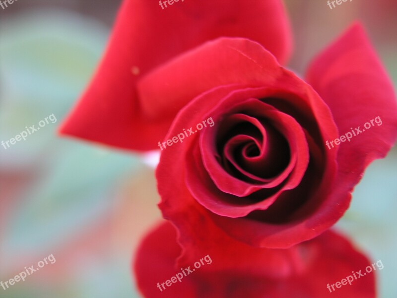 Red Rose Flower Nature Free Photos