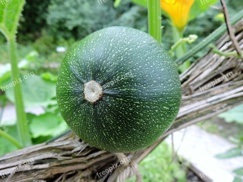 Zucchini Garden Tuln Grapevine Food