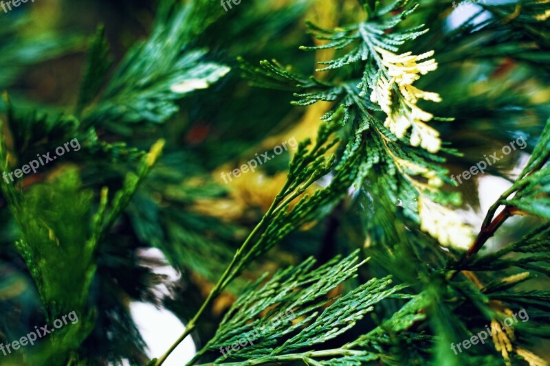 Greens Foliage Needles Kidney Plant