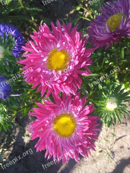 Aster Summer Garden Flower Summer Flower Garden